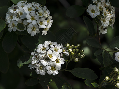 普通季节性灌木花朵花圈花园自然新娘植物植物群绿色图片