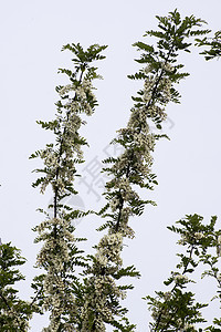 阿卡西亚花朵木头天空森林植物花园自然叶子植物群蓝色药品图片