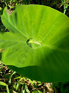特写芋头叶具有自然背景 是一种热带植物 主要种植其可食用的 cormsa 根蔬菜 通常被称为芋头白银花农业叶子植物学香芋耳朵环境图片