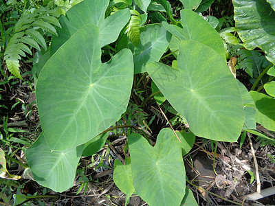 特写芋头叶具有自然背景 是一种热带植物 主要种植其可食用的 cormsa 根蔬菜 通常被称为芋头生长食物叶子植物学树叶气候环境白图片