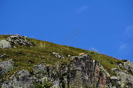 在法国悬崖上发现的 单一查莫瓦山羊羚羊图片