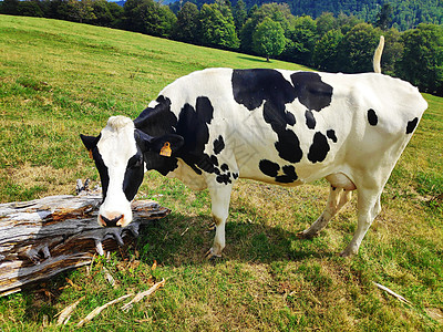 黑白母牛在上林区草原上发现背景图片