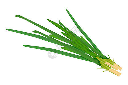 在白色背景隔绝的葱 生韭菜平面简单设计图标图片