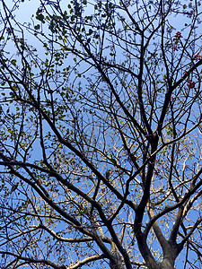 红果树的纹质 与蓝天对立;高清图片