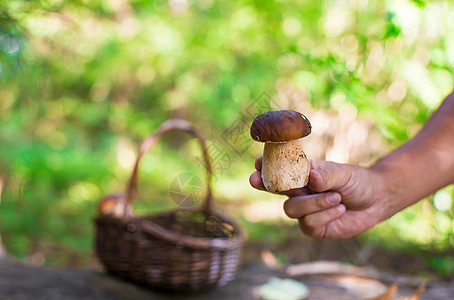 大篮子 秋林的树上挂着蘑菇采摘枞树菌丝体菌状柳条森林生长植物食物常委图片