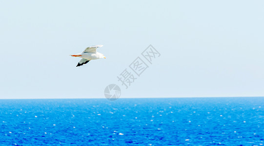 海鸥在蓝天滑翔 自由的象征 海边鱼缸蓝色海鸟力量冠军账单天空翼展翅膀天堂航班图片