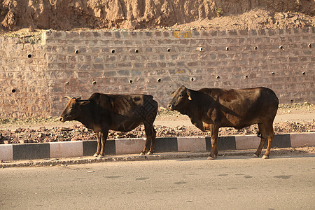农村地区印度干草柏油旅行岩石车辆植物荆棘交通两轮车池塘图片