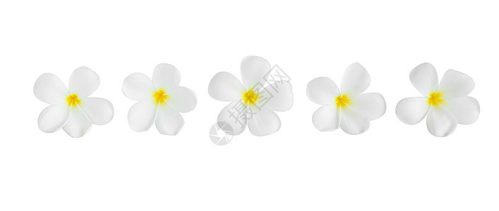 在白色背景的白色背景上闭合白颜色 以放松SPA香水热带叶子温泉植物花瓣鸡蛋花花园情调异国图片