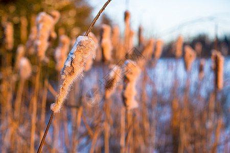 冬季风景 有雪覆盖的草原图片