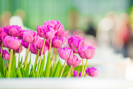 春天花园中鲜花多彩的鲜花盛开的郁金香叶子场地季节花束植物群草地灯泡花店紫色植物图片