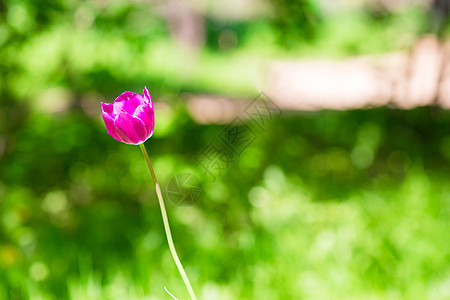 春花园中新鮮的粉红色开花郁金香图片