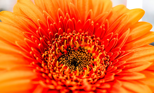 多彩的Gerbera花朵大选集图片