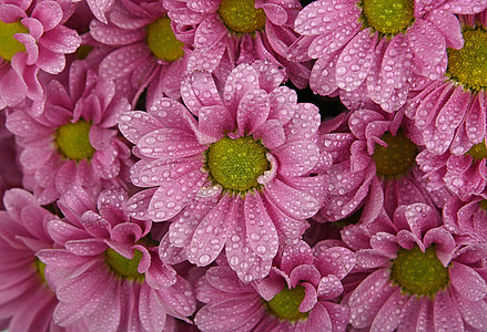 粉红色菊花的特写背景平铺树叶花瓣季节翠菊雨滴粉色雏菊植物飞沫图片