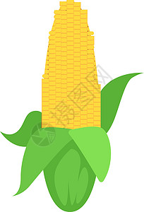 白色背景上的新鲜玉米图片
