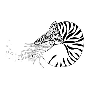腔室鹦鹉螺 Pompilius 软体动物 黑白矢量图生活头足类生物学野生动物海洋触手绘画漩涡卡通片海洋生物图片