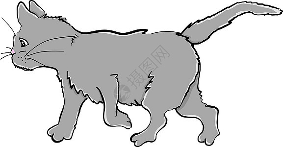 白色背景上的灰色猫咪哺乳动物绘画猫科卡通片毛皮动物宠物头发小猫图片