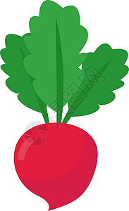 白色背景上的新鲜萝卜蔬菜农业叶子饮食食物沙拉营养插图植物花园图片
