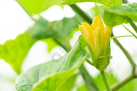 农场上的黄南瓜花饮食收成园艺花园壁球季节农业蔬菜花蕾植物图片