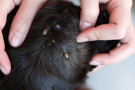 有选择性地在狗皮上 显示大滴答寄生虫的特紧手宏观疾病跳蚤寄生虫女性漏洞昆虫动物棕色皮肤图片