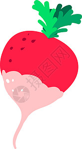 白色背景上的扁萝卜插画矢量蔬菜营养叶子食物绿色产品插图红色健康萝卜图片