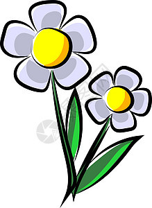 白色背景上的两朵美丽的花朵图片