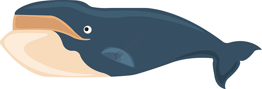 白色背景上的大蓝鲸海洋蓝色动物艺术野生动物哺乳动物荒野游泳尾巴卡通片图片
