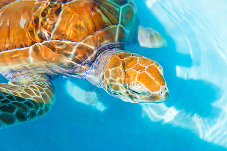 海龟从保留地的水里看海龟游泳生物圈蓝色海洋野生动物动物宠物两栖海岸苗圃图片