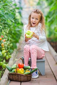 可爱的小女孩在温室收割 长着大番茄的孩子肖像手握着大番茄饮食团体菠菜乐趣沙拉植物女孩篮子洋葱帮手图片