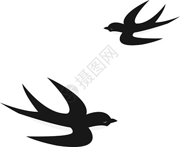 白色背景上的燕子飞翔图片