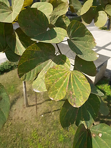 公园中植物的干叶食物植物群花园环境棕色季节农业森林黄色树叶图片