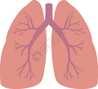 白色背景上的人类肺图矢量图片