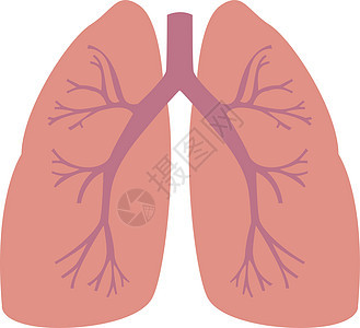 白色背景上的人类肺图矢量图片