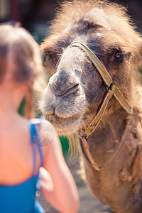 动物园里有骆驼的小女孩 在温暖和阳光明媚的夏日动物荒野家庭异国驼峰热带旅行毛皮宠物动物群图片