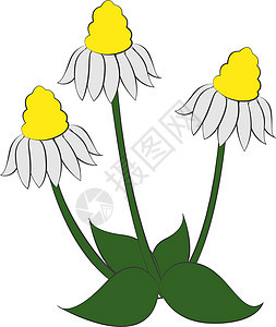 白色背景上的三个花园花束花瓣绿色黄色叶子洋甘菊植物植物群雏菊图片