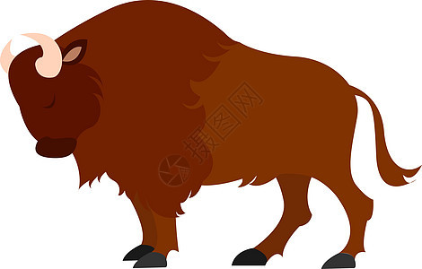 白色背景上的棕色国家野生动物哺乳动物野牛插图动物园毛皮荒野农场水牛图片