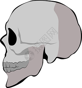 白色背景上的头骨轮廓图矢量背景图片