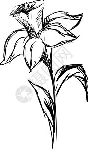 白色背景上的水仙花水仙收藏花瓣叶子插图绘画植物黑色花园艺术图片