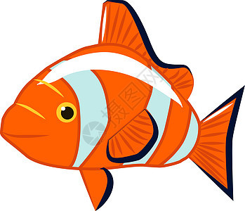 白色背景上的橙色生活海洋水族馆宠物鲤鱼尾巴金鱼橙子插图热带图片