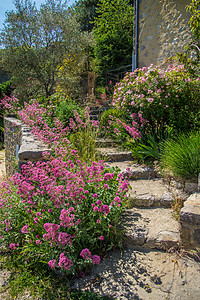 康尼拉克 drome 法国生长花园场景粉色植物绿色叶子开花计划图片