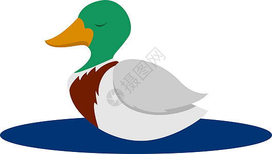 白色背景上的野鸭插画矢量鸭子家畜黑色家禽羽毛动物食物插图涂鸦野生动物图片