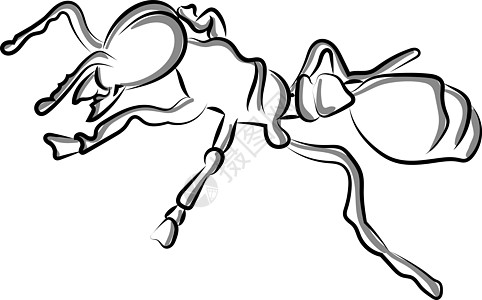 白色背景上的蚂蚁荒野标识插图工人绘画黑色卡通片昆虫团体天线图片