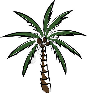 白色背景上的棕榈树插画矢量植物群收藏棕榈情调叶子丛林植物热带椰子绿色图片