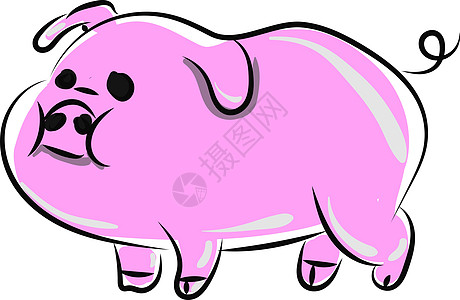 白色背景上的粉色肥猪图片