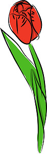 白色背景上的郁金香绿色插图花束植物群花瓣卡片庆典花园叶子植物图片