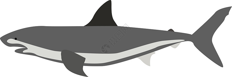 白色背景上的卡通片荒野动物鲨鱼生活海洋游泳吉祥物捕食者黑色图片