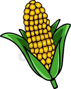 白色背景上的新鲜玉米插画矢量产品农业绘画收成营养小麦谷物种子爆米花艺术图片