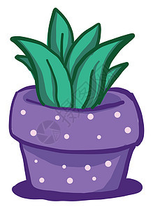 植物在白色背景上的紫色盆栽图片
