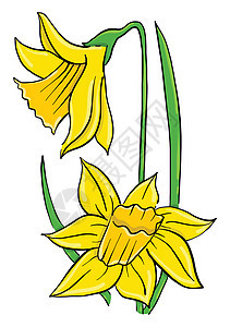 白色背景上的黄色水仙花图片