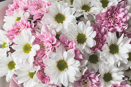 明白花和粉红菊花的本色背景图片