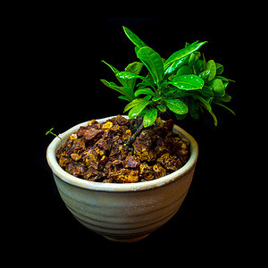 黑底的白色陶瓷锅中的小树盆栽树叶生长植物学花园绿色黑色制品爱好图片